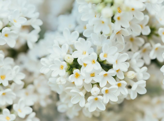 Wallpaper White Flower, spring, 4K, 7K, Nature 2807618564